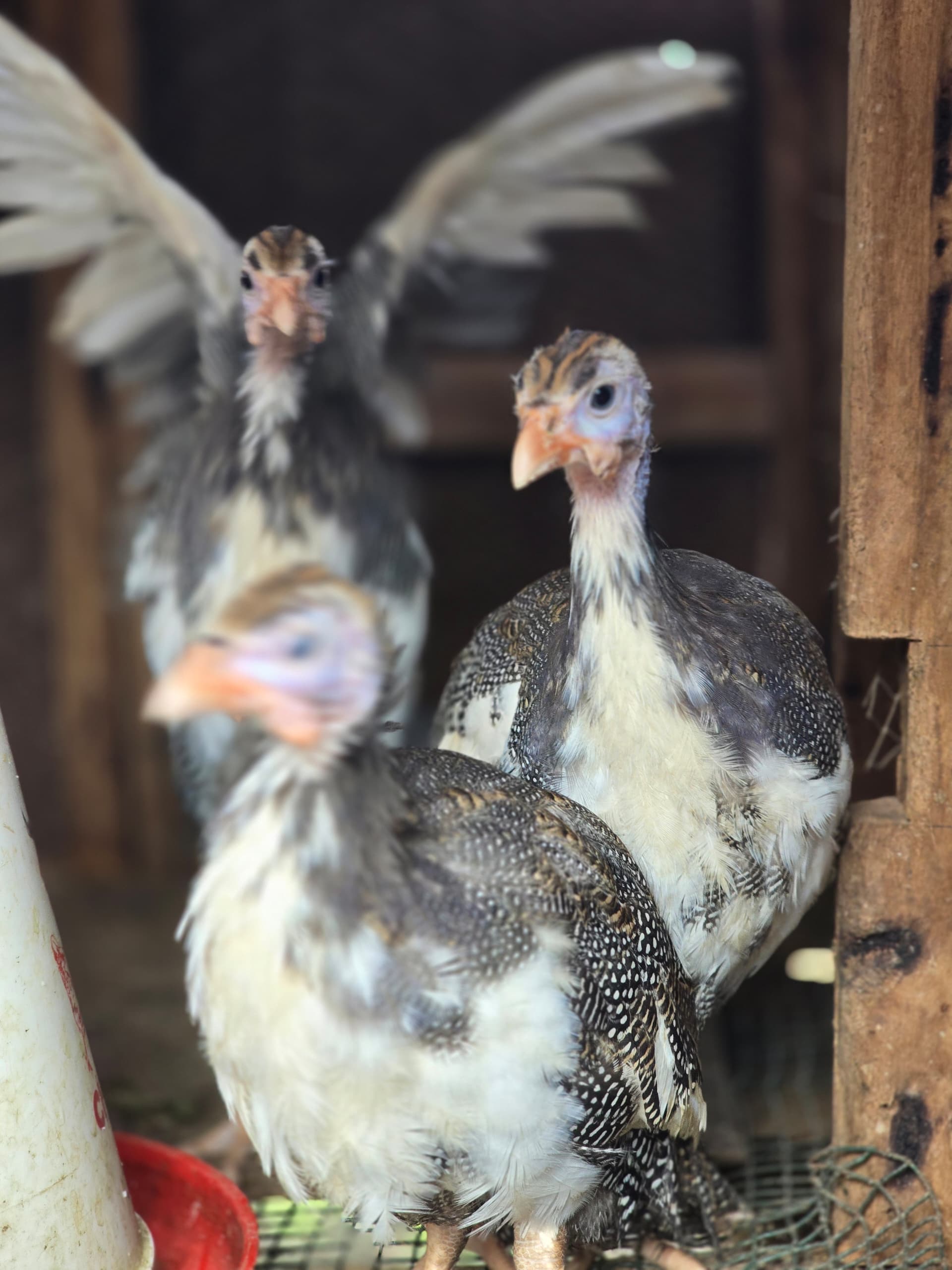 Poultry farm birds