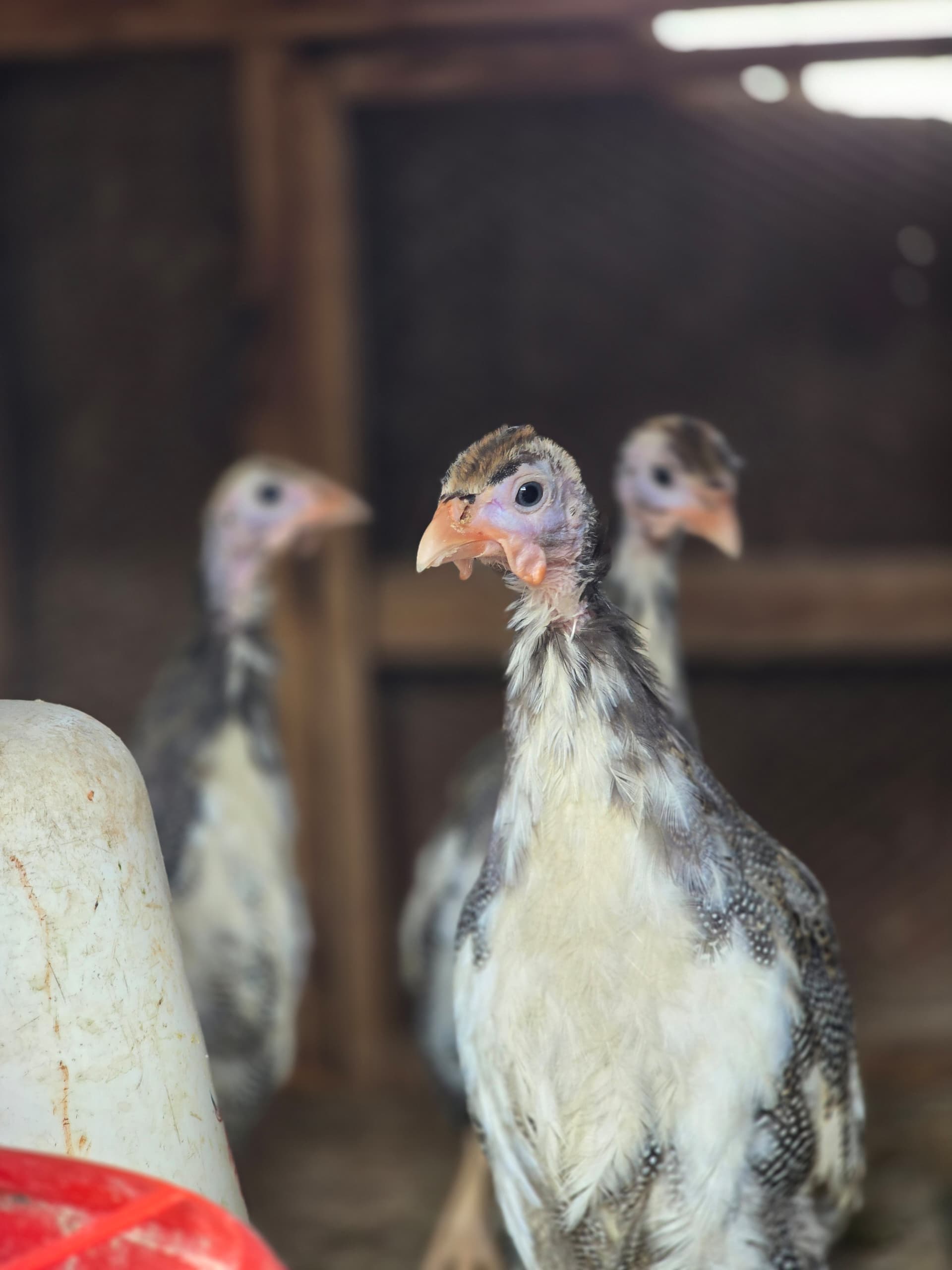 Healthy poultry flock